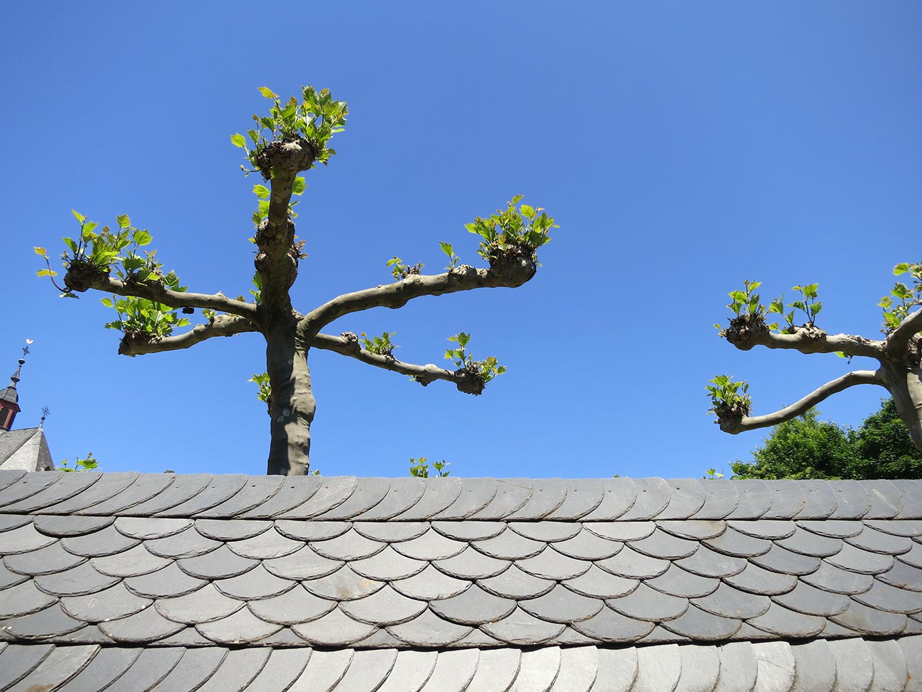 4 Rheingau Musik Festival